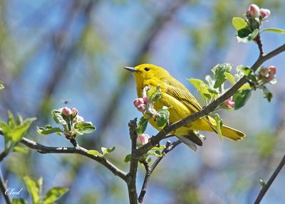 Paruline jaune - Yellow warbler
