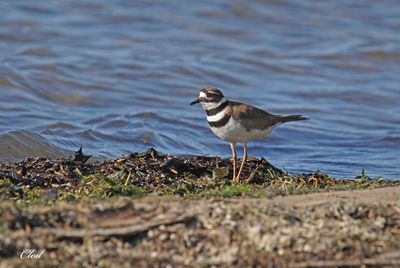 Pluvier kildir - Killdeer