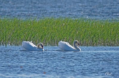 Cygne tubercul - Mute swan