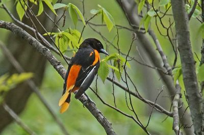 Oriole de Baltimore - Baltimore oriole