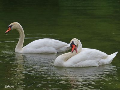 Cygne tubercul - Mute swan