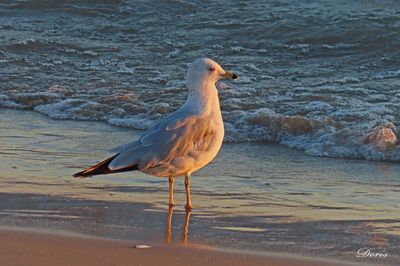 Sandbanks Mai 2025
