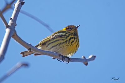 Parulines - Warblers