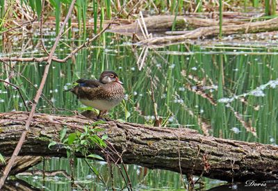 Canard branchu - Wood duck
