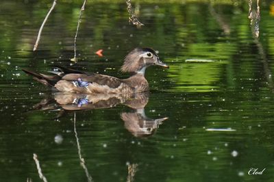 Canard branchu - Wood duck