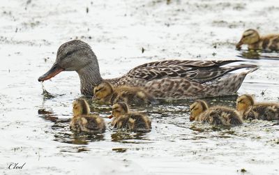 Canard chipeau - Gadwall