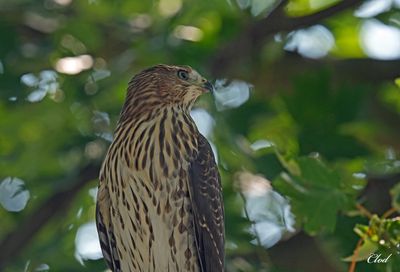 pervier de Cooper - Cooper's Hawk