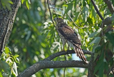Épervier de Cooper - Cooper's Hawk