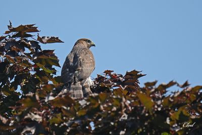 pervier de Cooper - Cooper's Hawk