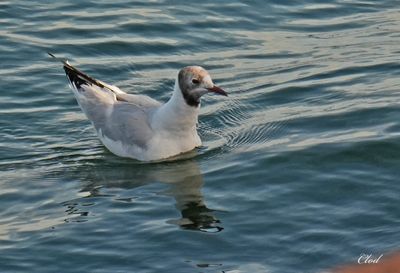 Mouette rieuse - Black-headed gull