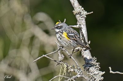 Photos rcentes / Recent pictures