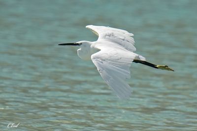 Souvenirs de voyage  -  Birds around the world 