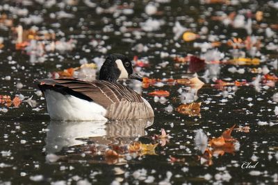 Bernache du Canada - Canada Goose