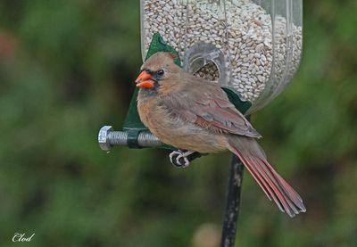 Photos rcentes / Recent pictures