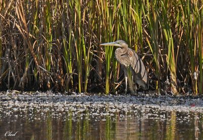 Photos rcentes / Recent pictures