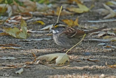 Photos rcentes / Recent pictures