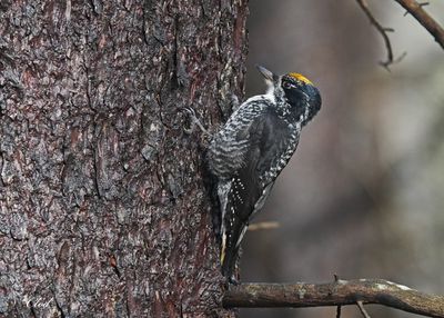 Photos récentes / Recent pictures