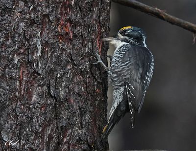 Photos récentes / Recent pictures