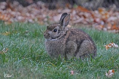 Photos récentes / Recent pictures