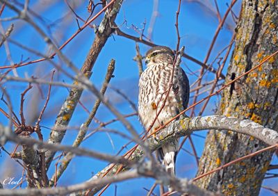 Photos rcentes / Recent pictures