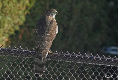 Photos rcentes / Recent pictures