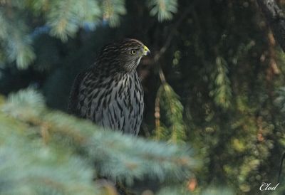 Photos rcentes / Recent pictures