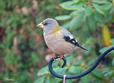 Gros-bec errant- Evening grosbeak