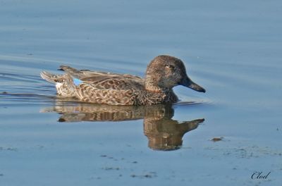 Photos rcentes / Recent pictures