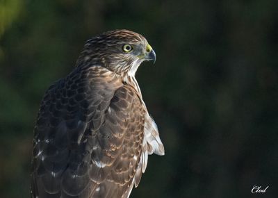 Photos rcentes / Recent pictures