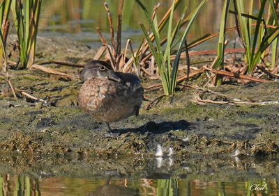 Photos rcentes / Recent pictures