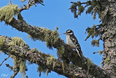 Photos récentes / Recent pictures