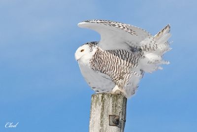 Harfang des neiges - Snowy owl