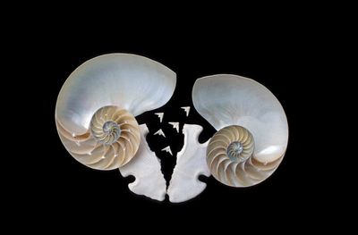 Sand Dollar and Nautilus