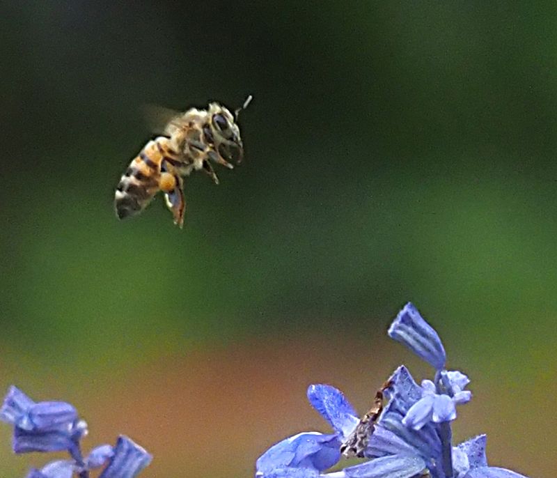 Bee in flight