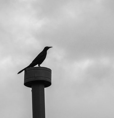 Silhouette (11/10/22)