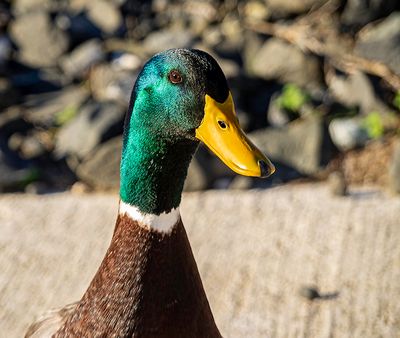 Duck portrait (11/28/22)
