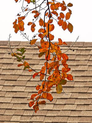 More fall colors (12/2/22)