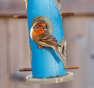 House sparrow