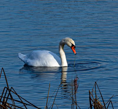 Spotted in a local lake. (1/1/23)