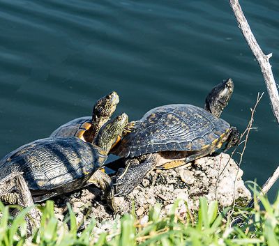 Sunbathing on a warm January day in Texas. (1/17/23)