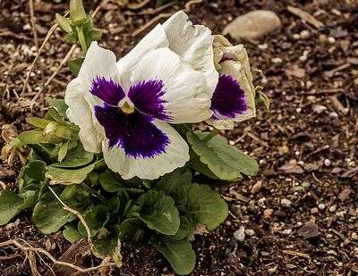 I believe this is  a pansy. 2/13/23)