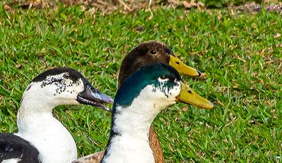 Duck portrait (3/1/23)