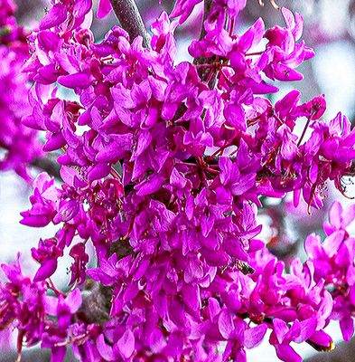 Oklahoma Redbud blossom (3/11/23)