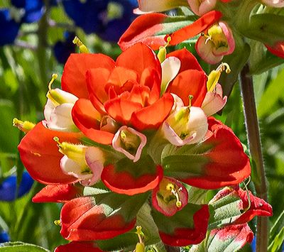 Texas wildflower named the Indian Paintbrush (3/24/23)