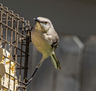 Northern Mockingbird