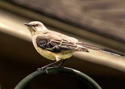 The Mockingbird, the state bird of Texas