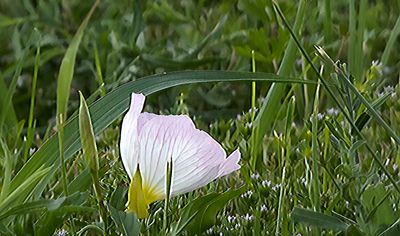 Pink Evening Primrose (4/4/23)