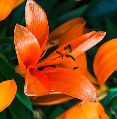 Orange Lily (4/6/230