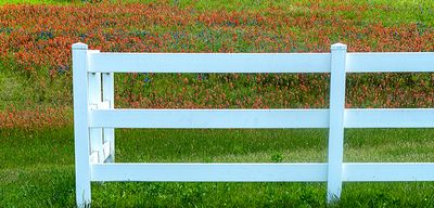Fences and flowers (4/13/23)