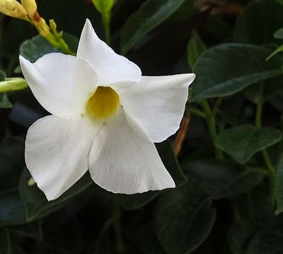 Dipladenia blossom (4/14/24)